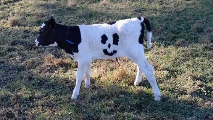 cow smiley face