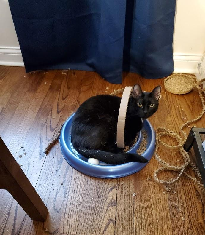 cat toy funny