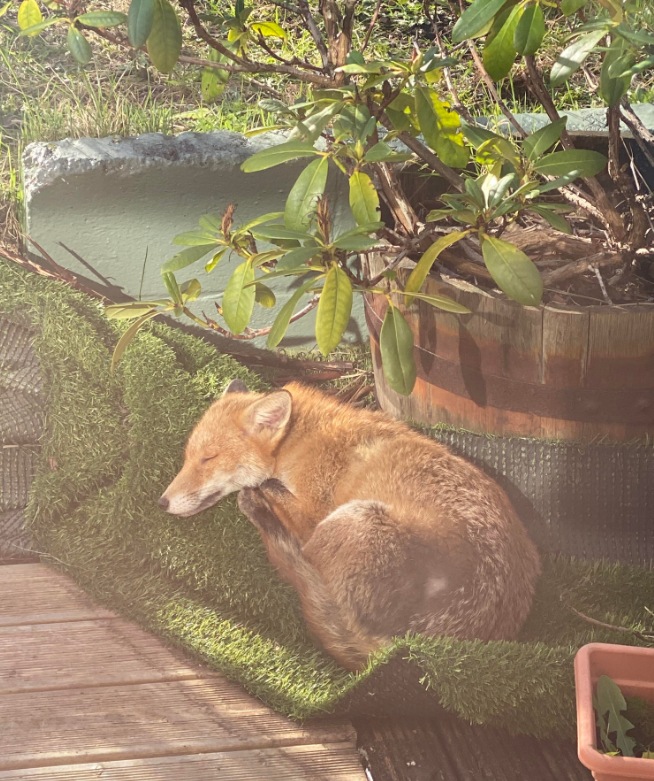 fox sleeping in backyard