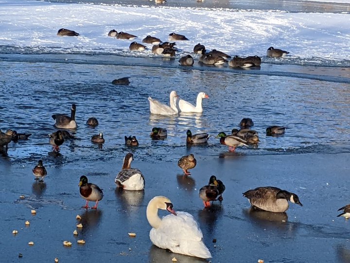 goose blind date cemetery