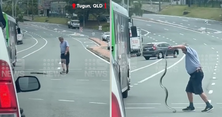 bus driver snake Queensland