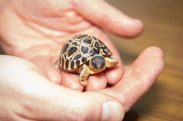 mr pickles baby tortoise