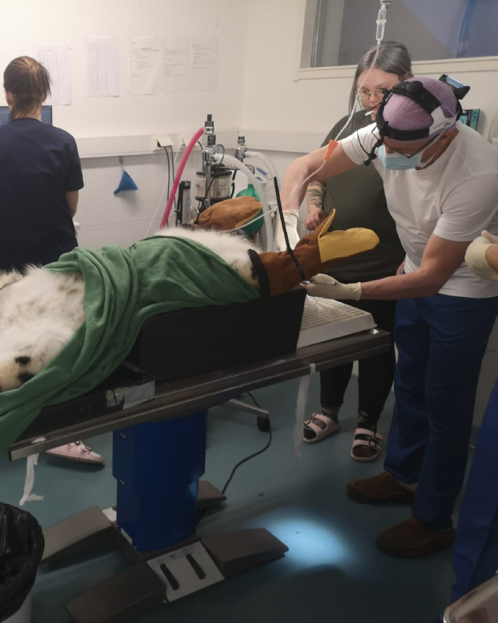 snow leopard dentist