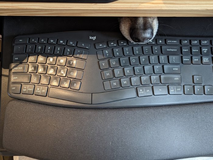 dog nose on keyboard
