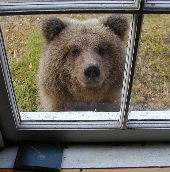 friendly bear