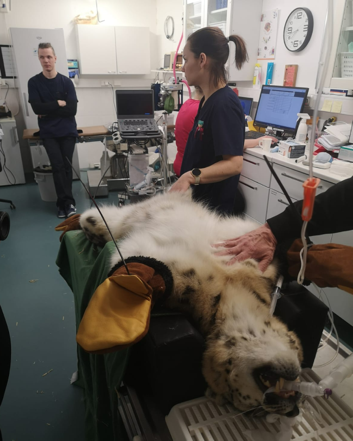 snow leopard dentist