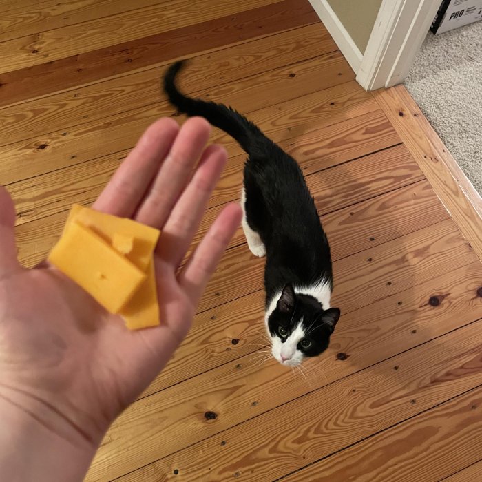cat brings owner cheese