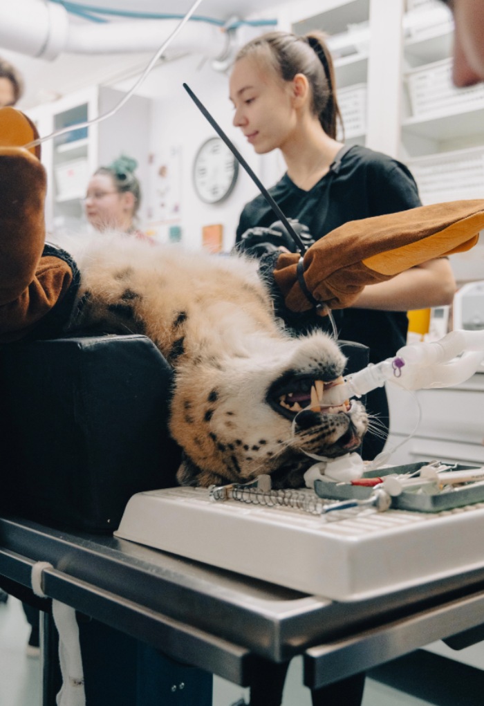 snow leopard dentist