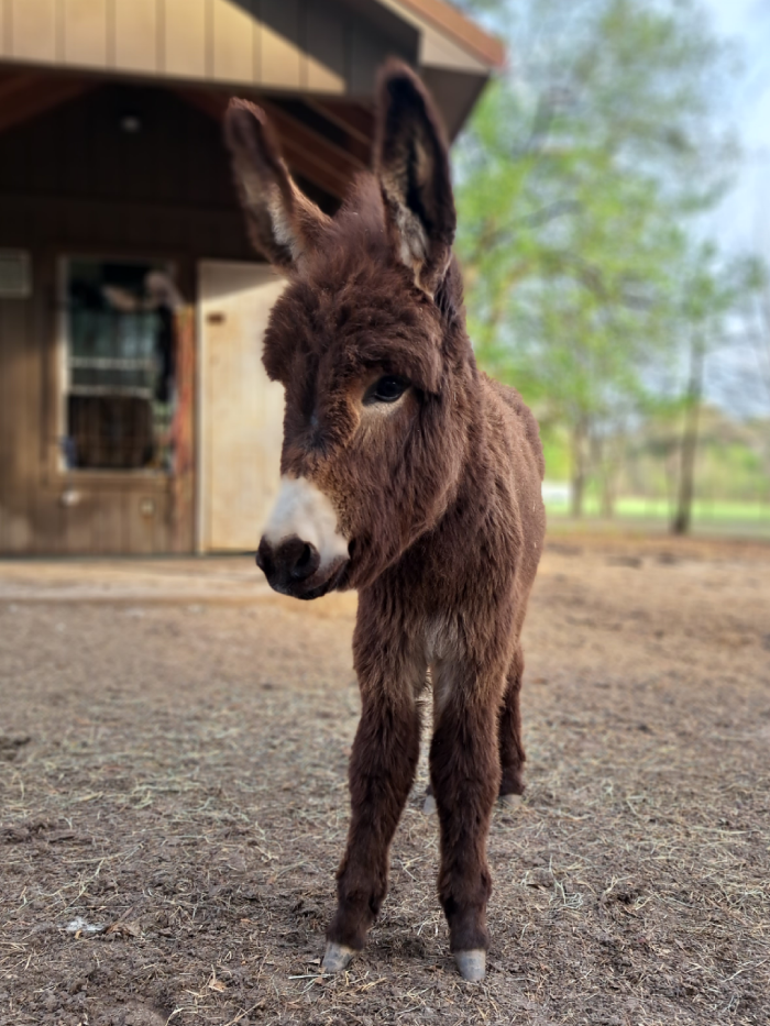 baby donkey