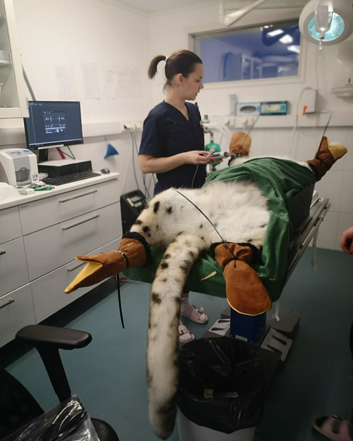 snow leopard dentist