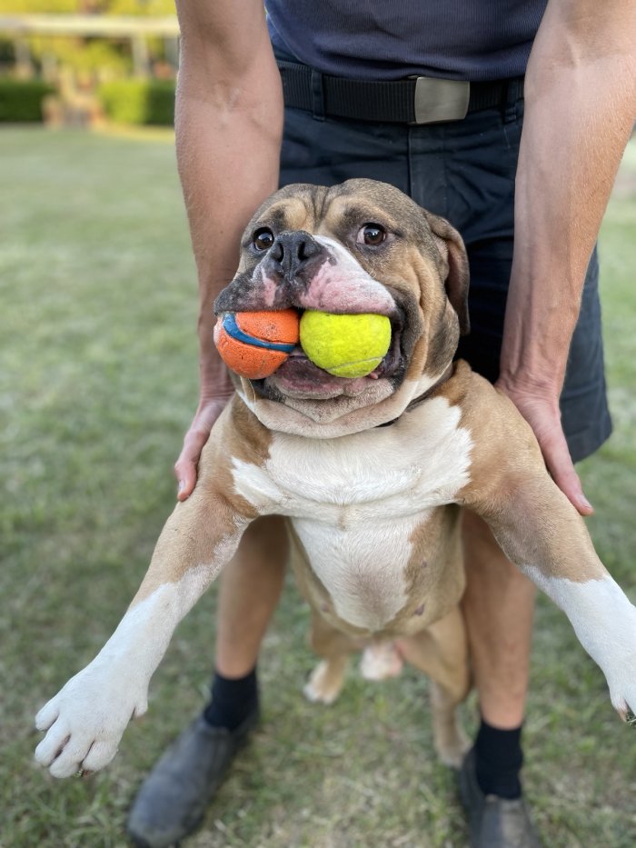dog with balls in mouth