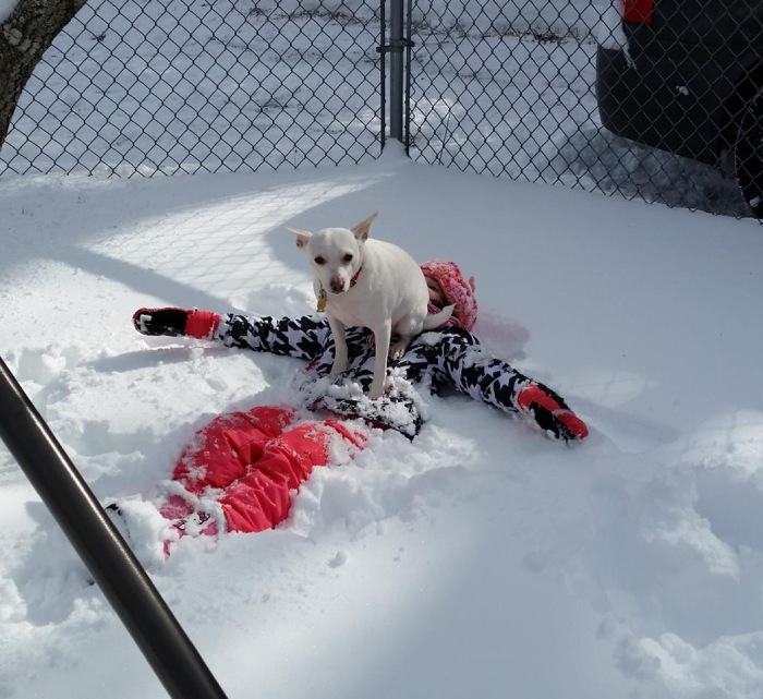 dog snow angel funny