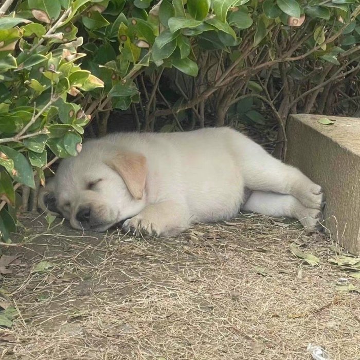 comfy puppy sleeping