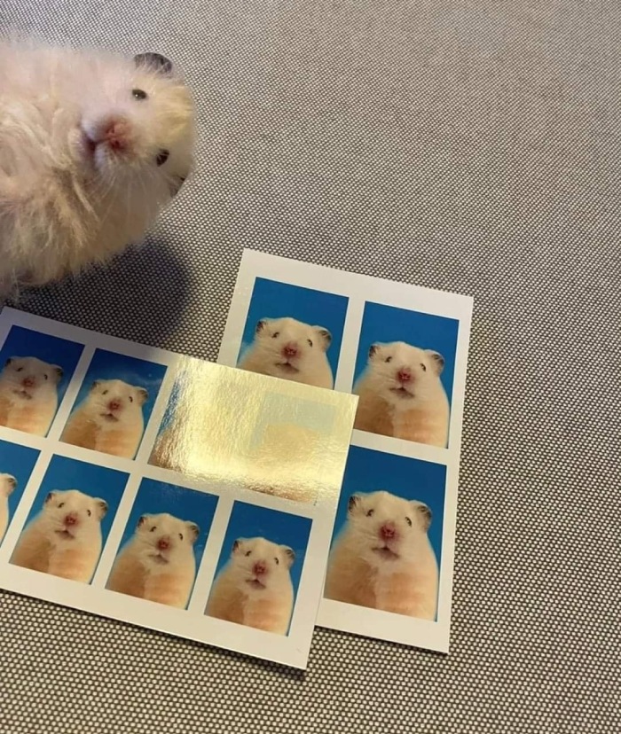hamster