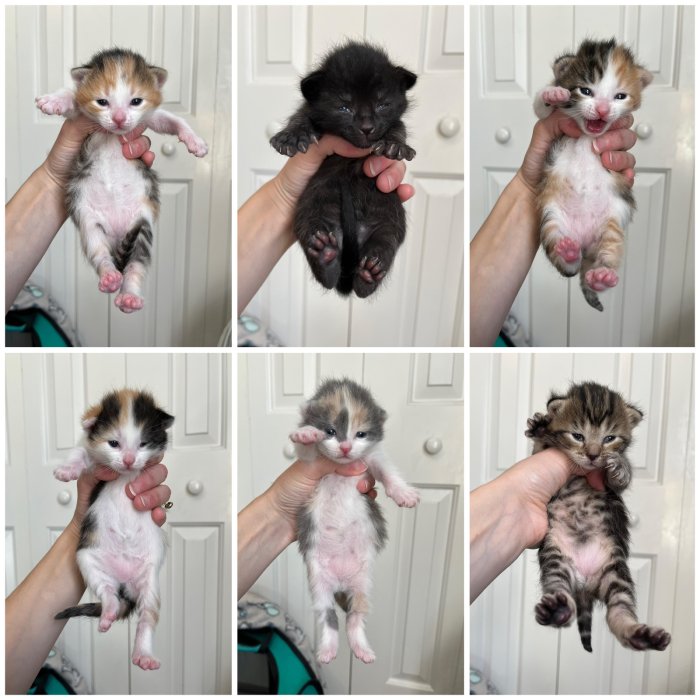 foster kittens