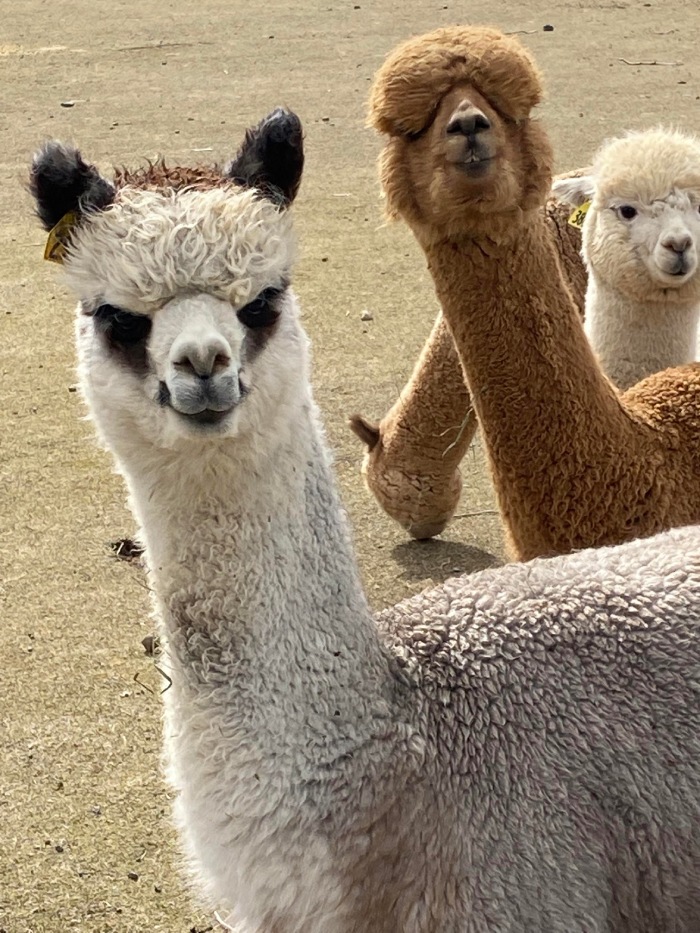 alpacas smiling picture