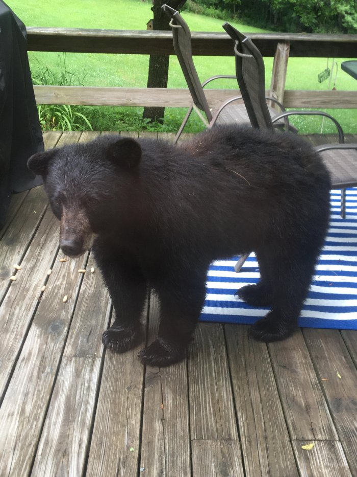 black bear wants peanuts