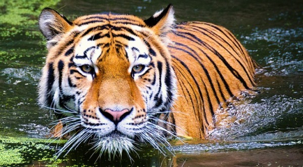 China national park bigger than Yellowstone