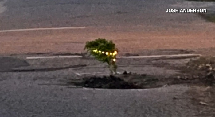 man plants tree in pot hole