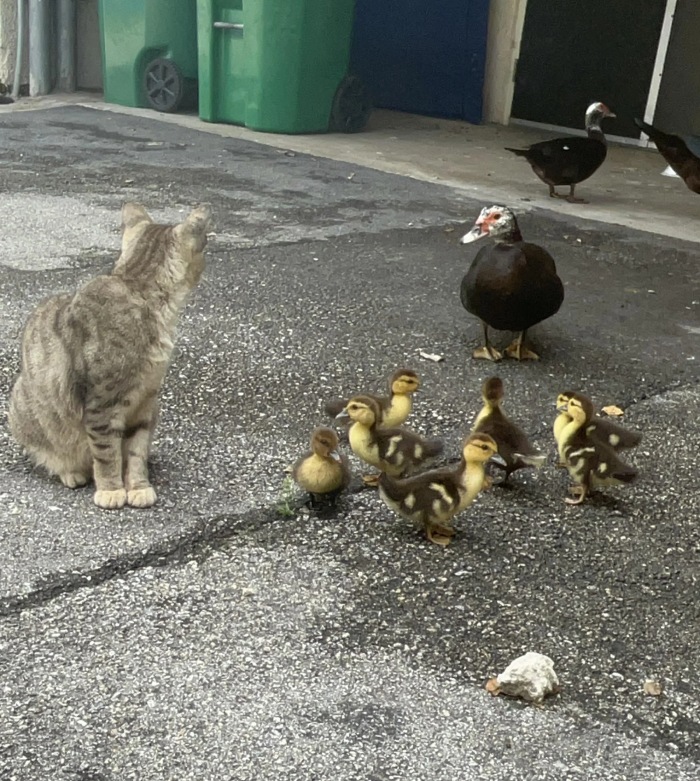 duck and cat society