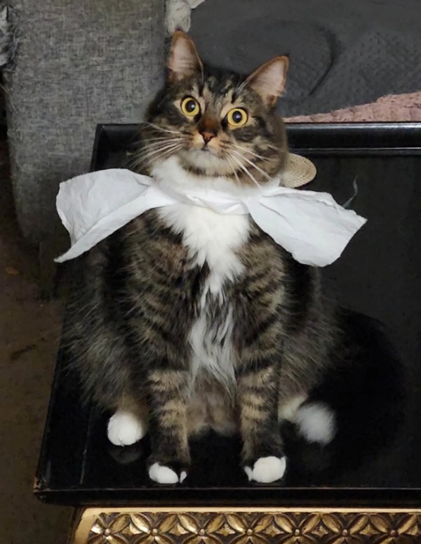 cat toilet paper bow tie