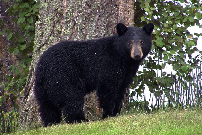 black bear drinks sodas