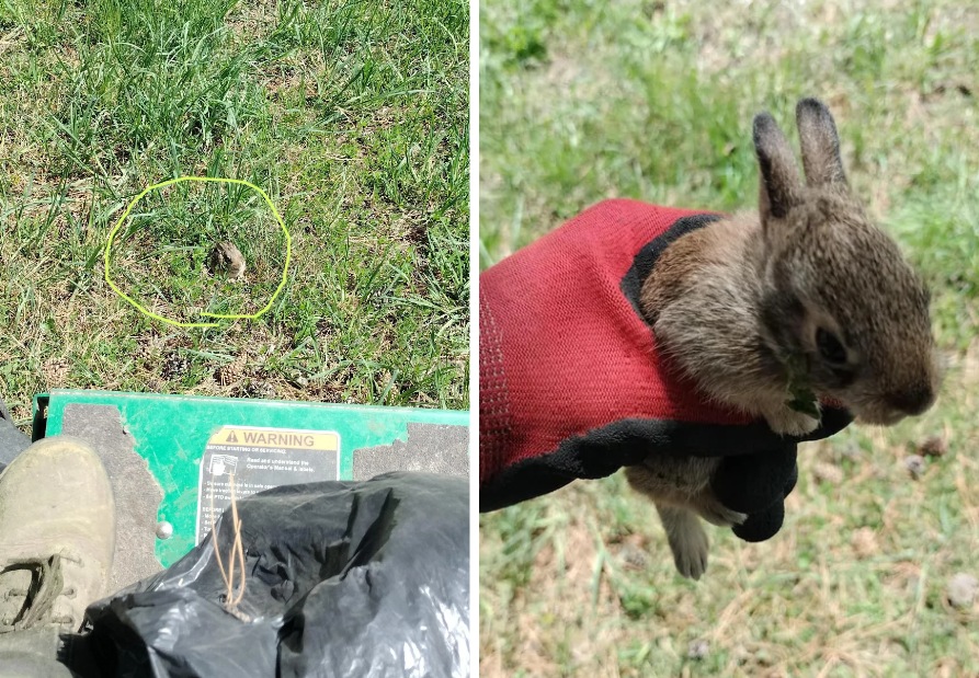 bunny rescue