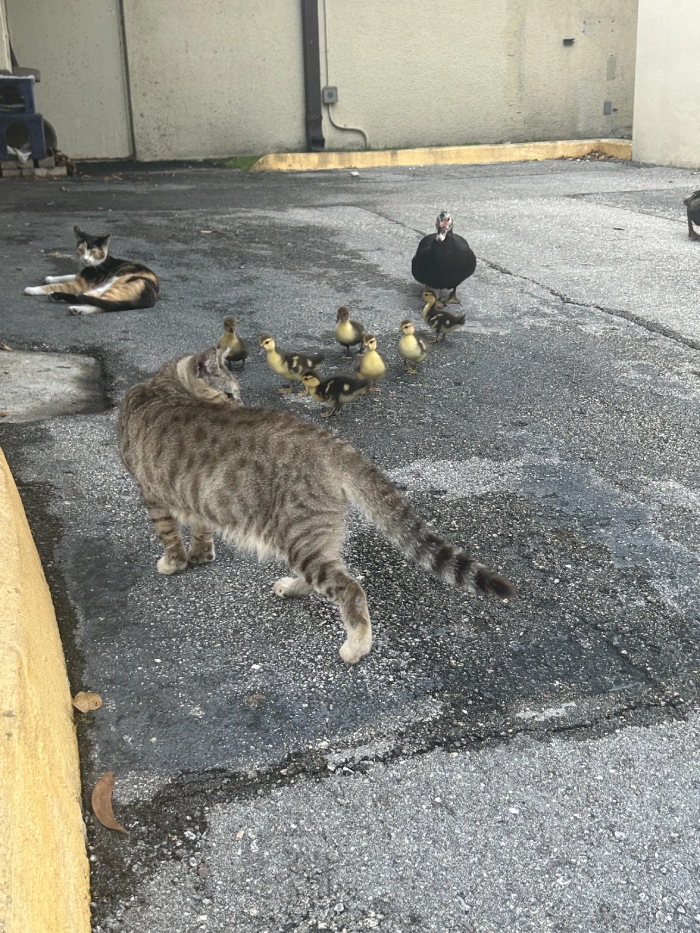 duck and cat society