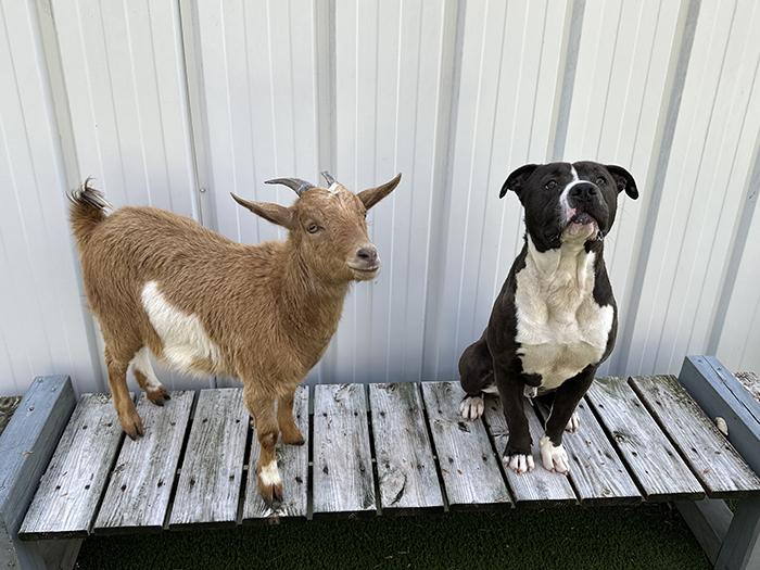 goat and dog adopted together