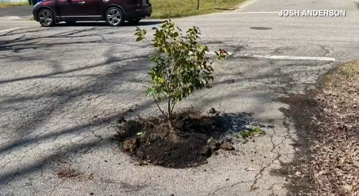 man plants tree in pot hole