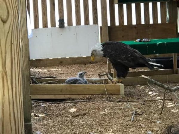 bald eagle sitting on rock egg