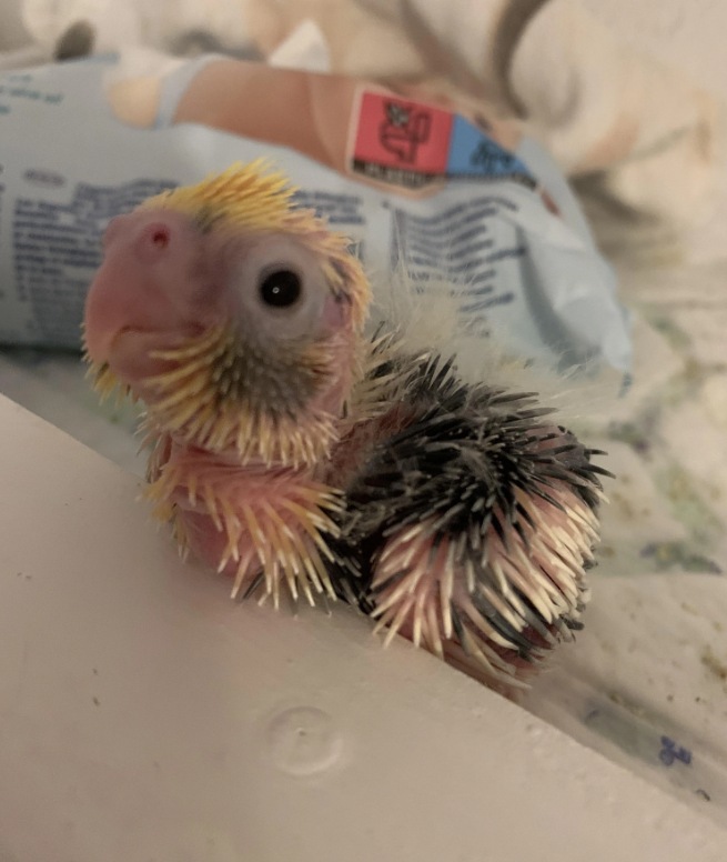 baby cockatiel