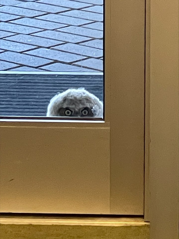 owl staring in window in college