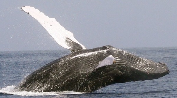 whales return to NYC after century