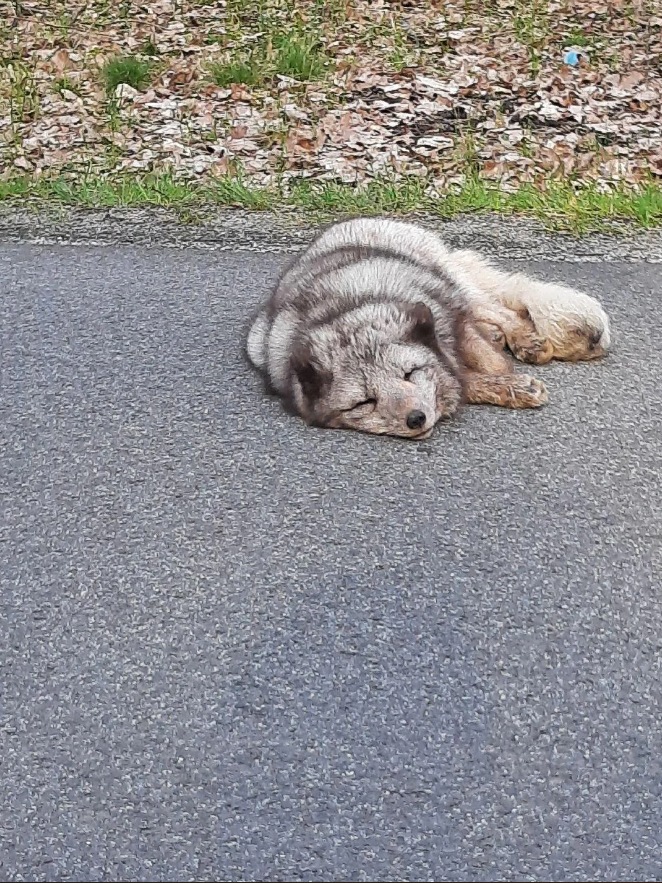 arctic fox rescue Germany