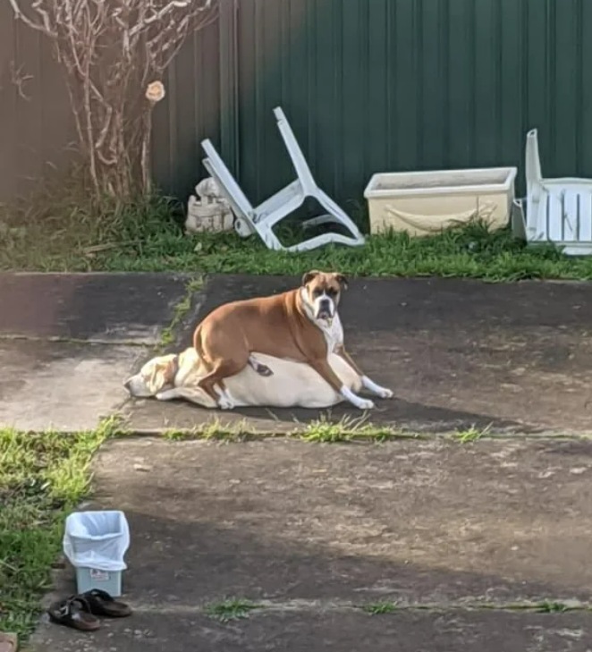 dog sitting on dog