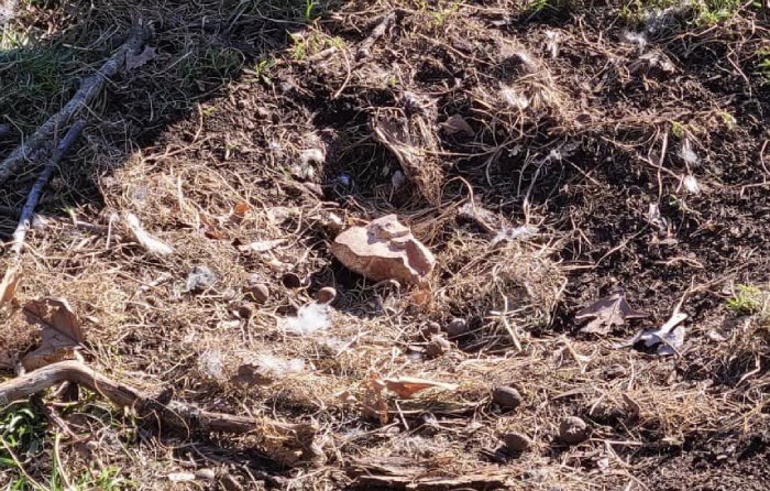 bald eagle sitting on rock egg