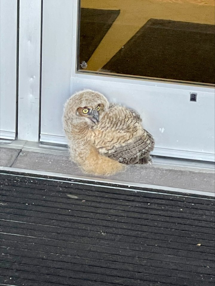 owl staring in window in college