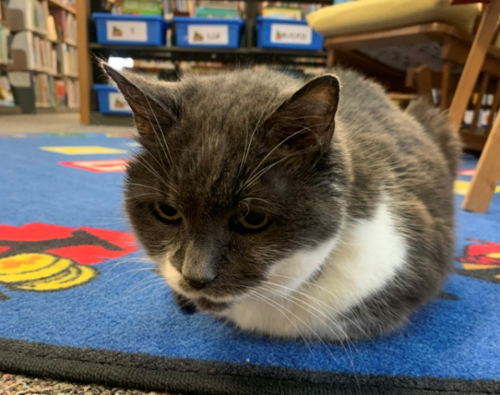 people donate to help senior cat at library