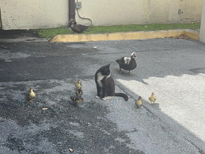 duck and cat society