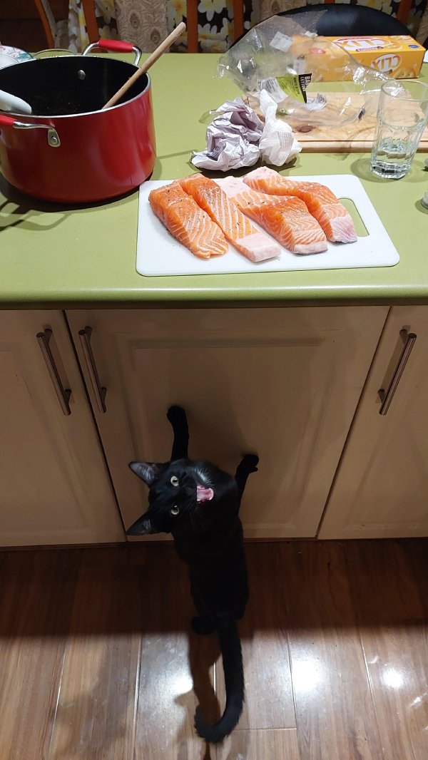 cat salmon