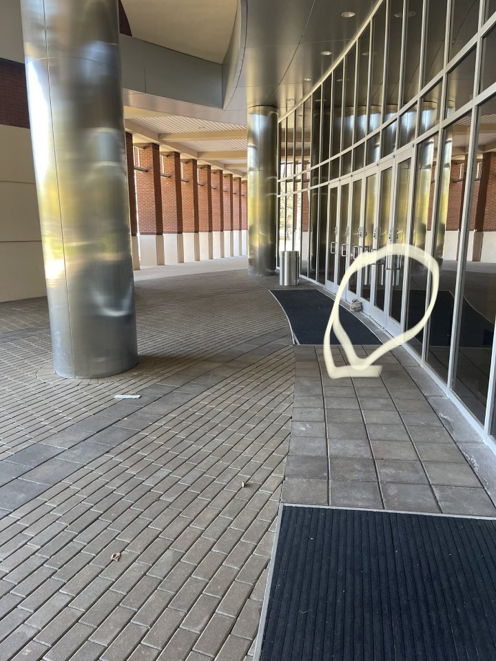 owl staring in window in college