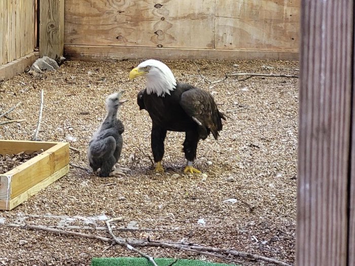 bald eagle sitting on rock egg