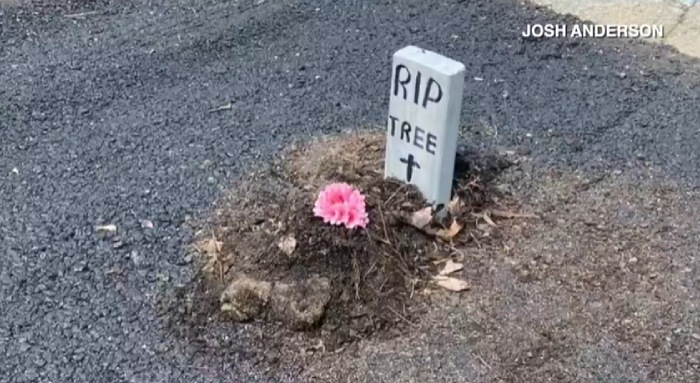 man plants tree in pot hole