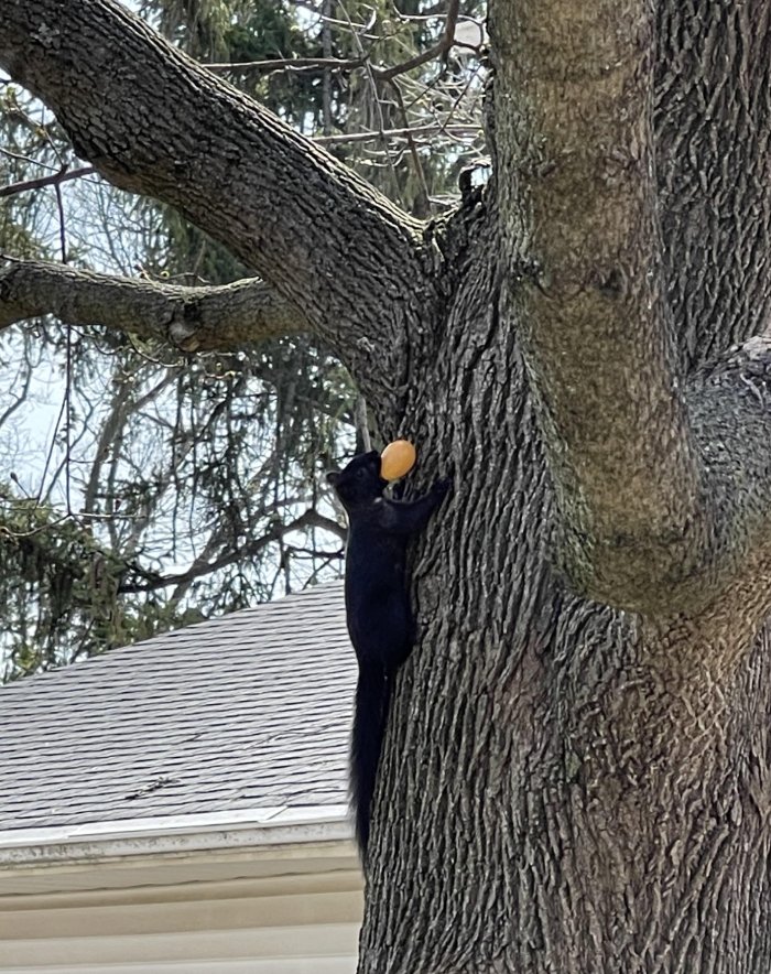 squirrel steals candy