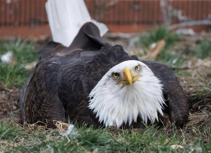 bald eagle sitting on rock egg