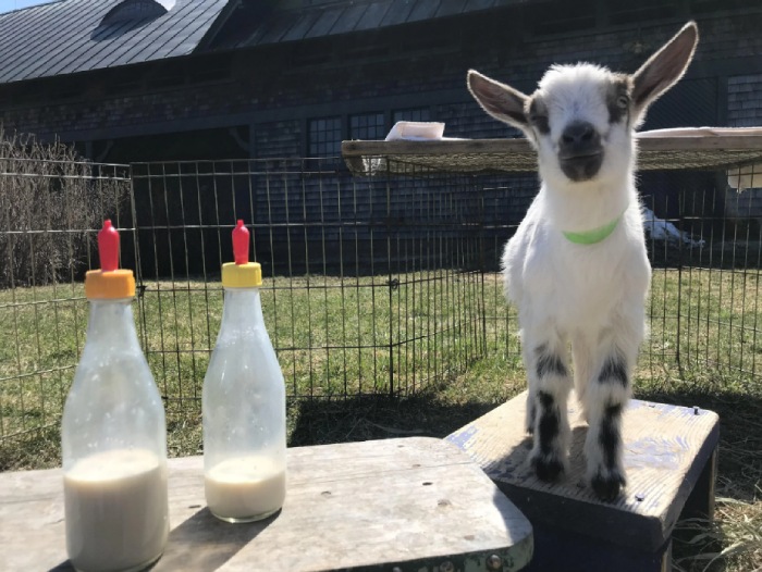 baby goat