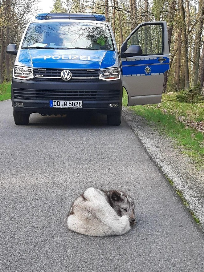 arctic fox rescue Germany