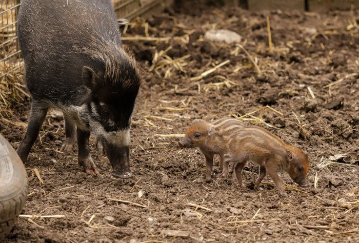 warty pigs