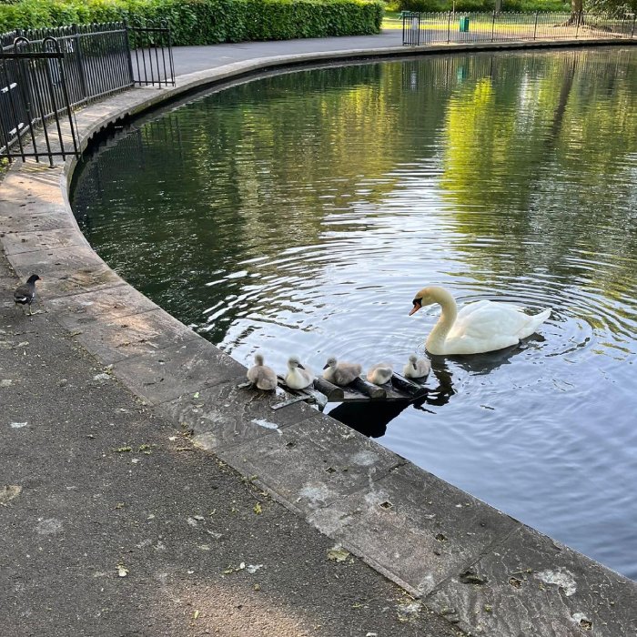 baby swans